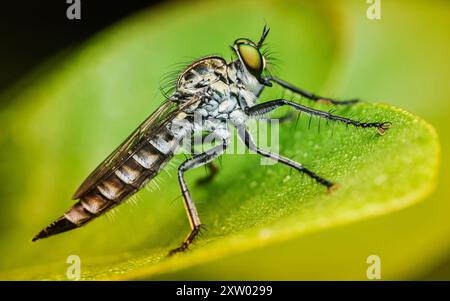 Il rapinatore vola su foglie verdi e sfondo naturale. Foto Stock