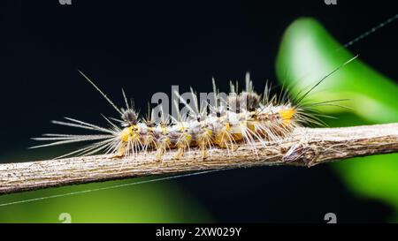 Moth caterpillar che cammina sul ramo degli alberi e sullo sfondo della natura. Foto Stock