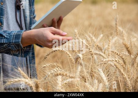 agricoltore che controlla i dati in un campo di frumento con una compressa e un raccolto esamnitivo. Foto Stock