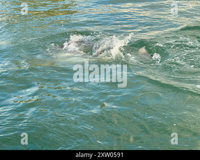 I delfini si tuffano, appena sotto le acque turchesi, mentre si accoppiano e giocano a Longboat Key. Foto Stock