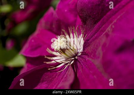 Primo piano di un fiore italiano Clematis o clematis viticella rosso viola Foto Stock