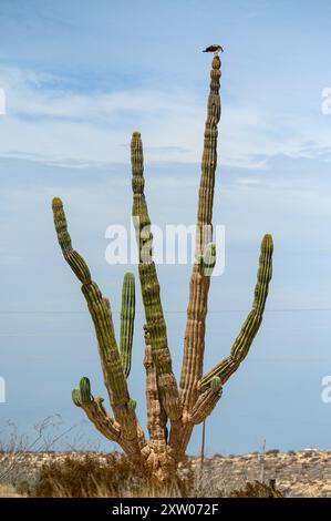 Alto cactus Saguaro in bassa California con Osprey seduto in cima Foto Stock