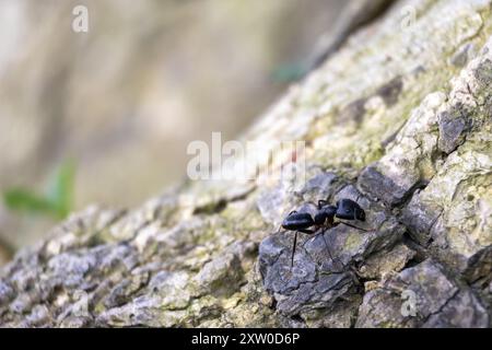 Un grande falegname nero (Camponotus) sulla corteccia degli alberi con sfondo sfocato. Foto Stock