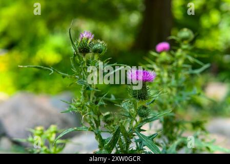 Primo piano di un cardo fiorito con vivaci fiori viola su sfondo verde sfocato. Foto Stock