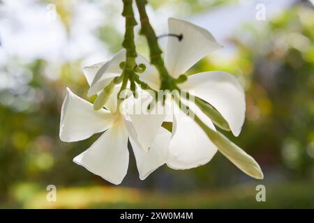 Vista ravvicinata del fiore di frangipani bianco che fiorisce sul ramo Foto Stock