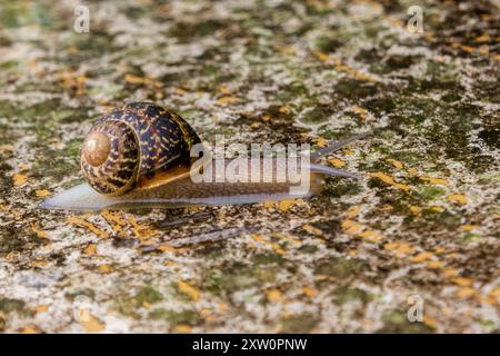 una piccola lumaca sulla pietra dopo un po' di pioggia in inverno Foto Stock