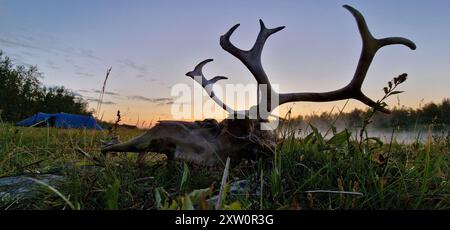 Teschio di renna e tende da campeggio lungo il fiume dopo il tramonto in Lapponia svedese all'inizio di agosto 2024. Foto Stock