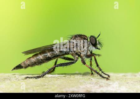 Kite-tailed Robberfly, o kite-tailed rapbber fly, Tolmerus atricapillus, singolo adulto che riposa sul legno, Norfolk, Regno Unito, 15 agosto 2024 Foto Stock