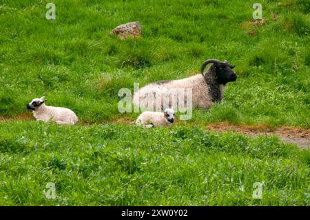 Reykjavik Iceland, black headed ewe with twin lambs in field Foto Stock