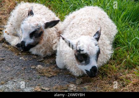 Reykjavik Iceland, twin lambs sitting near pavement Foto Stock