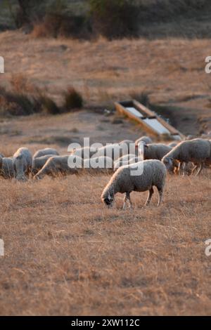 Le pecore pascolano in un campo dorato al tramonto, vicino a una fossa d'acqua, catturando l'essenza pacifica della vita rurale e la bellezza tranquilla della campagna. Foto Stock