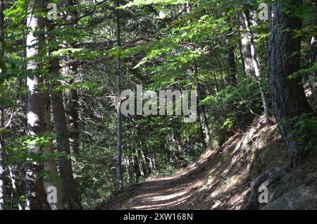 La Selva de Oza, un'estesa foresta mista di faggi e abeti nei Pirenei centrali spagnoli Foto Stock