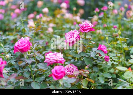 Un giardino pieno di vivaci rose rosa in piena fioritura. L'immagine cattura l'essenza di un fiorente giardino di rose Foto Stock