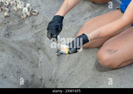 Il volontario che indossa i guanti sta raccogliendo l'inquinamento da fuoriuscite di petrolio sulla spiaggia dopo un disastro ambientale Foto Stock