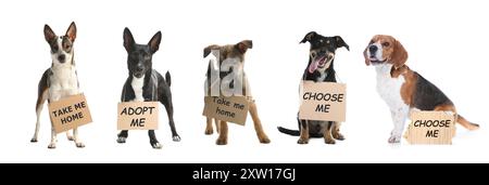 Cani carini con cartelli su sfondo bianco. Adozione di animali domestici Foto Stock