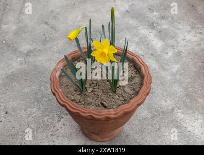 Delizioso narciso giallo fresco che cresce in pentola in primavera Foto Stock