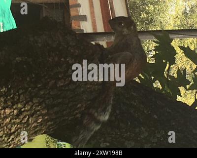 Scoiattolo con panciotto rosso (Sciurus aureogaster) Mammalia Foto Stock