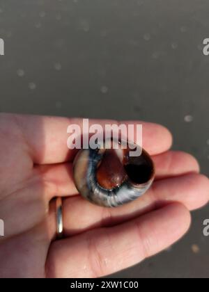 Shark Eye (Neverita duplicata) Mollusca Foto Stock