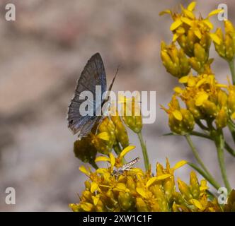 Reakirt's Blue (Echinargus isola) Insecta Foto Stock