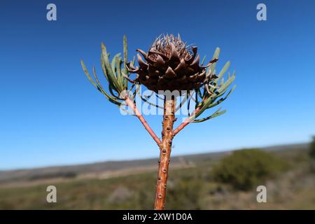 Thistle Sugarbush (Protea scolymocephala) Plantae Foto Stock