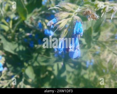 Piano di Comfrey caucasico (Symphytum caucasicum) Foto Stock