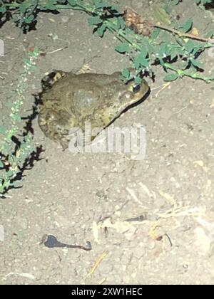 California Toad (Anaxyrus boreas halophilus) Amphibia Foto Stock