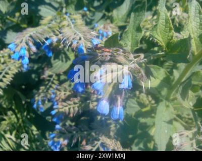 Piano di Comfrey caucasico (Symphytum caucasicum) Foto Stock