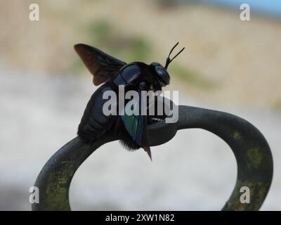 Insetto di falegname a mano larga (Xylocopa latipes) Foto Stock