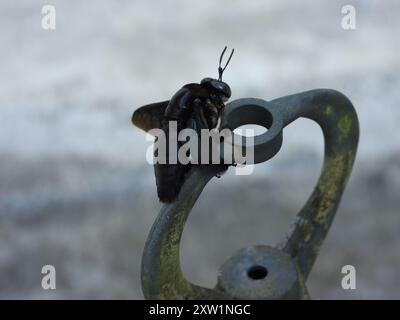 Insetto di falegname a mano larga (Xylocopa latipes) Foto Stock