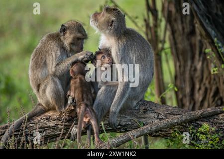 Una famiglia di macachi dalla coda lunga (macaca fascicularis), che fa alcune interazioni sulle radici degli alberi, sullo sfondo naturale Foto Stock