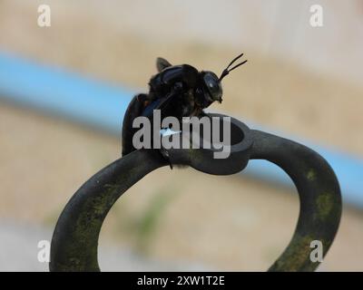 Insetto di falegname a mano larga (Xylocopa latipes) Foto Stock