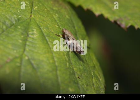 Alder Spittlebug (Aphrophora alni) Insecta Foto Stock