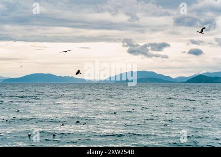 Hawk e gabbiani che volano sopra l'acqua in una giornata nuvolosa a Ine Bay, Kyoto, Giappone. Foto Stock