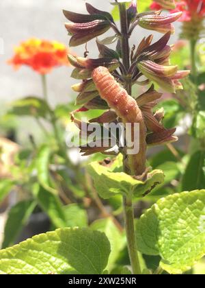 Tabacco Budworm Moth (Chloridea virescens) Insecta Foto Stock