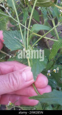 shaggy Soldier (Galinsoga quadriradiata) Plantae Foto Stock