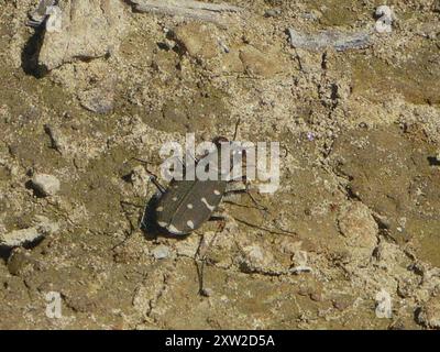 Twelve-spotted Tiger Beetle (Cicindela duodecimguttata) Insecta Foto Stock