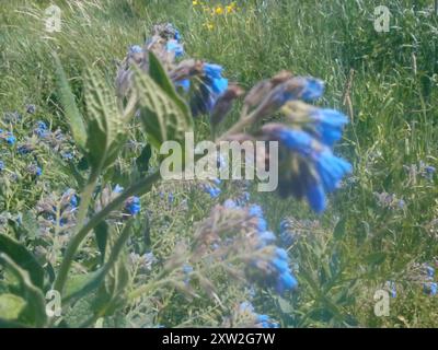 Piano di Comfrey caucasico (Symphytum caucasicum) Foto Stock