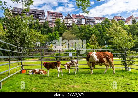 Impressioni della Schäferlauf 2024 a Wildberg, Baden-Württemberg, Germania Foto Stock