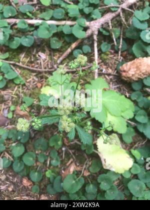 Pacific Sanicle (Sanicula crassicaulis) Plantae Foto Stock