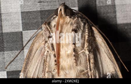 Sad Underwing (Catocala maestosa) Insecta Foto Stock