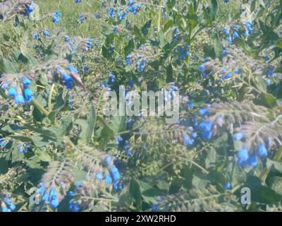 Piano di Comfrey caucasico (Symphytum caucasicum) Foto Stock