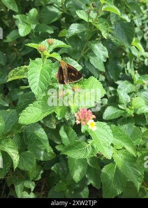 Dion Skipper (Euphyes dion) Insecta Foto Stock