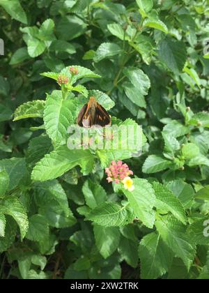 Dion Skipper (Euphyes dion) Insecta Foto Stock