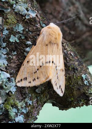 Adulto, giallo marrone Buff Ermine falena Regno Unito, Spilosoma luteum appoggiato su un ramo coperto di lichene Foto Stock