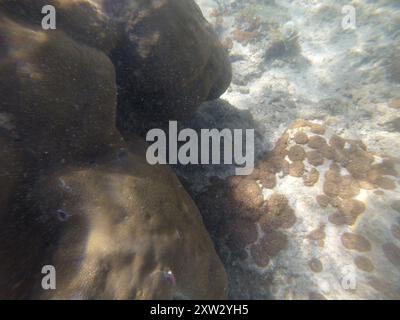 Blacksaddle Toby (Canthigaster valentini) Actinopterygii Foto Stock