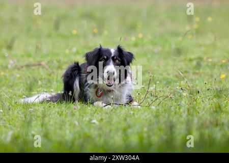 Un bellissimo cane da pastore Border Collie che regge un bastone da lanciare guarda lo spettatore. Foto Stock