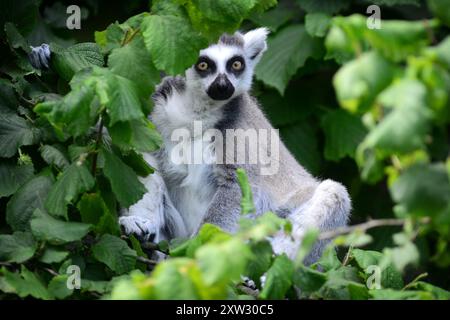 17 agosto 2024, Dvur Kralove nad Labem, Repubblica Ceca: Lemuri dalla coda ad anello goditi il sole al Safari Park Dvur Kralove, nella Repubblica Ceca. La casa originale del lembo dalla coda ad anello è il Madagascar, ma a causa della deforestazione, i lemuri sono tra i primati più in pericolo al mondo. (Credit Image: © Slavek Ruta/ZUMA Press Wire) SOLO PER USO EDITORIALE! Non per USO commerciale! Crediti: ZUMA Press, Inc./Alamy Live News Foto Stock