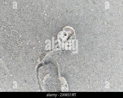 Shark Eye (Neverita duplicata) Mollusca Foto Stock