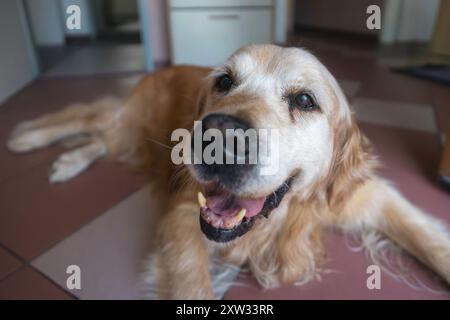 Buon cane anziano che riposa a casa. Il vecchio Golden retriever, soddisfatto, è steso sul pavimento e guarda la fotocamera. Foto Stock