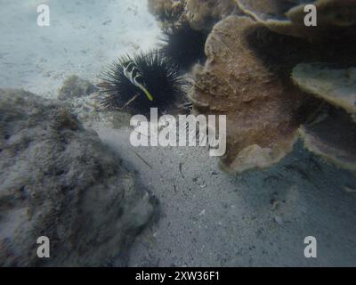 Blacksaddle Toby (Canthigaster valentini) Actinopterygii Foto Stock